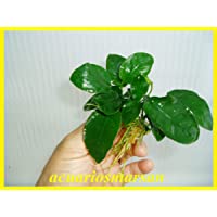 Desconocido Planta DE Acuario ANUBIA BARTERI Nana